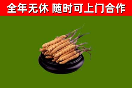 衡阳烟酒回收冬虫夏草.jpg